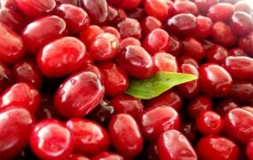 زغال اخته