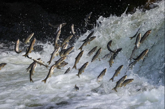 هجوم کفال های مرواریدی به سمت آب های شیرین دریاچه وان ترکیه