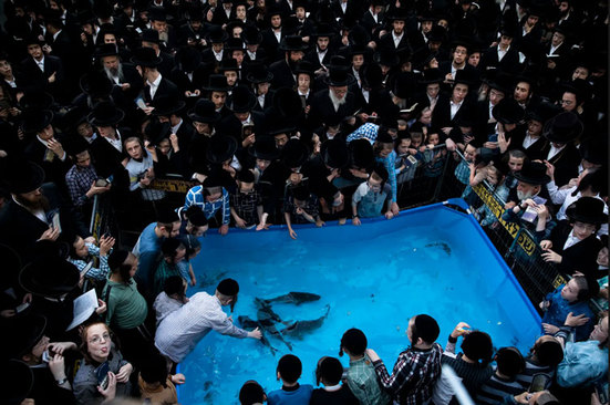 یهویدان ارتدوکس حصیدی در حین مراسم "تاشلیچ" با ماهی دور یک استخر پلاستیکی جمع شده اند