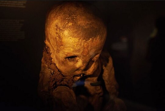 نمایش یک نوزاد مومیایی شده در موزه تاریخ طبیعی شهر تولوز فرانسه