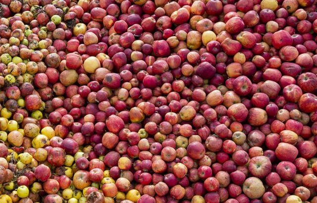 برداشت سیب در آذربایجان‌غربی و معضلی به‌نام سیب زیردرختی