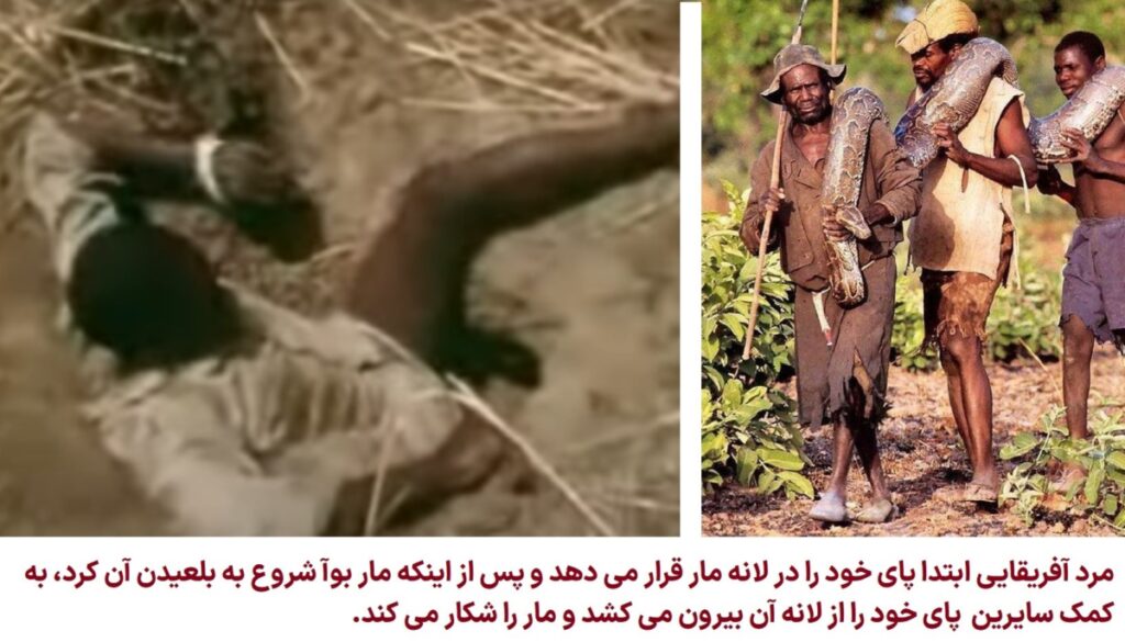 شکار مار بووا توسط قبایل افریقایی