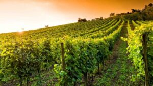 کاربردهای اسید بوریک در صنعت کشاورزی