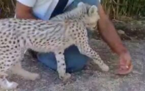 فیلم جدید پیروز یوز ایرانی