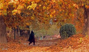 پاییز زیبا در کشمیر 10