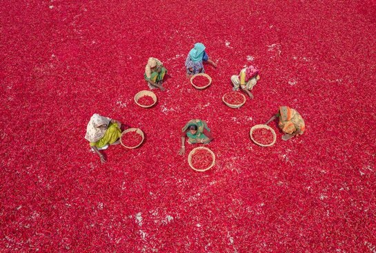 دیدنی های امروز؛ از محدودیت های جدید طالبان بر زنان تا سفر "شان پن" به اوکراین خشک کردن فلفل قرمز در بنگلادش