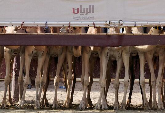 مسابقه سالانه شترسواری در حومه شهر دوحه قطر