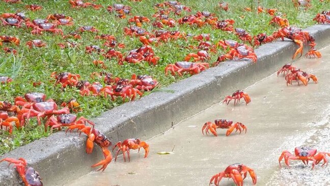 مهاجرت سالانه میلیون ها خرچنگ در جزیره کریسمس استرالیا