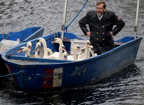 جمع کردن قوها از دریاچه ای در شهر هامبورگ آلمان برای بردن آنها به اقامتگاه زمستانی