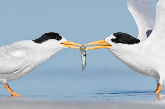 عکسی برگزیده از مسابقات عکاسی از حیات وحش استرالیا