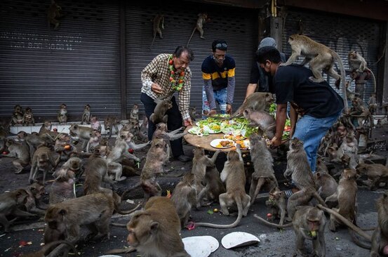 دیدنی های امروز؛ از جشنواره میمون ها در تایلند تا پرتاب موفق موشک قاره پیمای کره شمالی پذیرایی در جشنواره سالانه میمون ها در تایلند