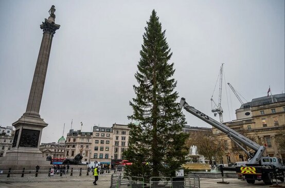 نصب کاج کریسمس در میدان ترافالگار لندن