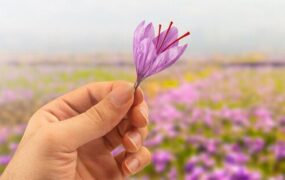 زعفران