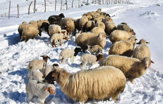 لذت زندگی روستایی در دل ابرها!/ تصاویر