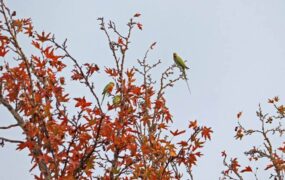 پاییز زیبا در کشمیر