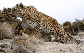 پلنگ ایرانی در منطقه کلاته خور و بیابانک