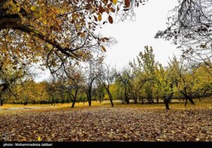 تصاویری از طبیعت پاییزی روستای نایه - قم