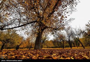 تصاویری از طبیعت پاییزی روستای نایه - قم