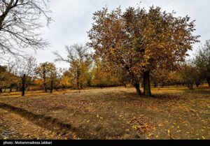 تصاویری از طبیعت پاییزی روستای نایه - قم