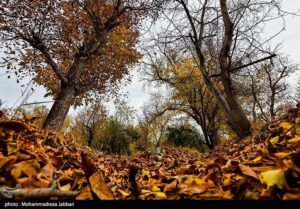 تصاویری از طبیعت پاییزی روستای نایه - قم