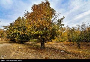 تصاویری از طبیعت پاییزی روستای نایه - قم
