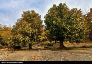 تصاویری از طبیعت پاییزی روستای نایه - قم