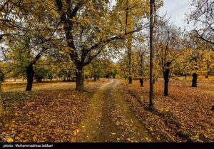 تصاویری از طبیعت پاییزی روستای نایه - قم