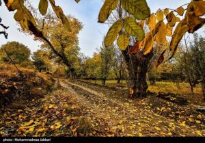 تصاویری از طبیعت پاییزی روستای نایه - قم