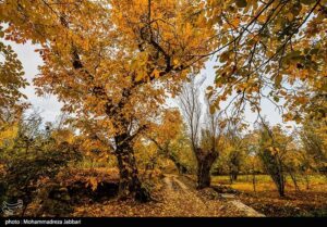 تصاویری از طبیعت پاییزی روستای نایه - قم