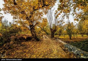 تصاویری از طبیعت پاییزی روستای نایه - قم