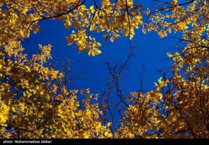 تصاویری از طبیعت پاییزی روستای نایه - قم