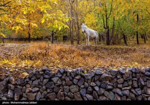 تصاویری از طبیعت پاییزی روستای نایه - قم