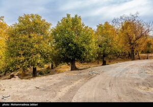 تصاویری از طبیعت پاییزی روستای نایه - قم