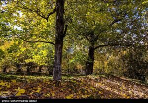 تصاویری از طبیعت پاییزی روستای نایه - قم