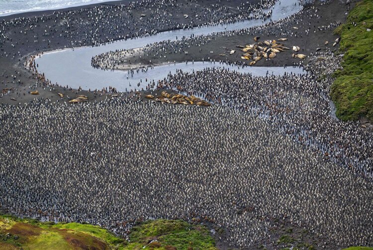 دیدنی های امروز؛ از کلونی پنگوئن ها تا تیراندازی پاریس کلونی پنگوئن ها در جزیره ای در قطب جنوب