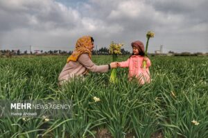 شمیم عطر نرگس در کردکلا16