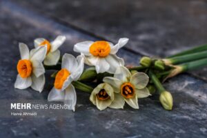 شمیم عطر نرگس در کردکلا24