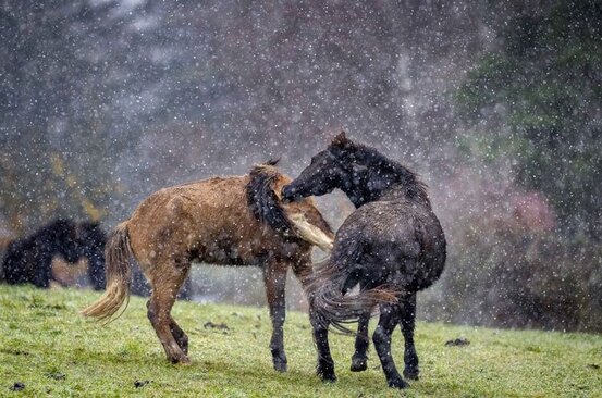 اسب های ایسلندی در مزرعه ای در آلمان