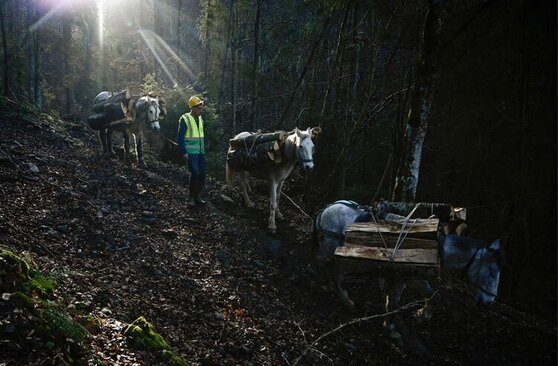 جمع آوری هیزم از جنگل های بلغارستان در پی بحران افزایش بی سابقه قیمت انرژی در اروپا
