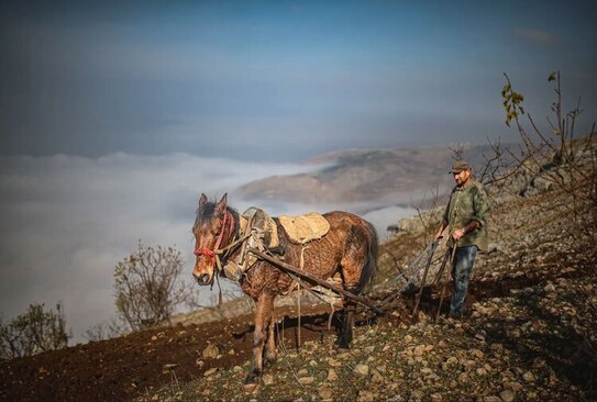 دیدنی های امروز؛ از کارناوال های سالانه کریسمس تا بازگشت سفینه اوریون یک کشاورز در حال شخم زدن زمینش در ادلب سوریه