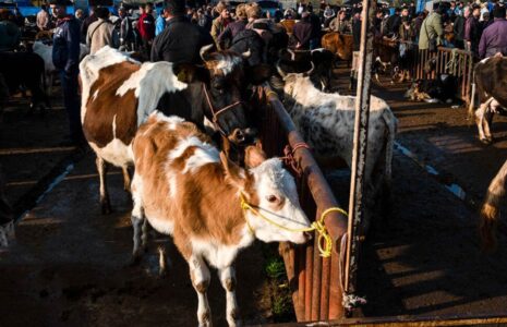 بازار مال فروشان کوچصفهان