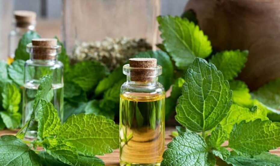 تاثیر عصاره بادرنجبویه در کنترل بیماری آلزایمر