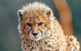 تصاویر جدید از پیروز
