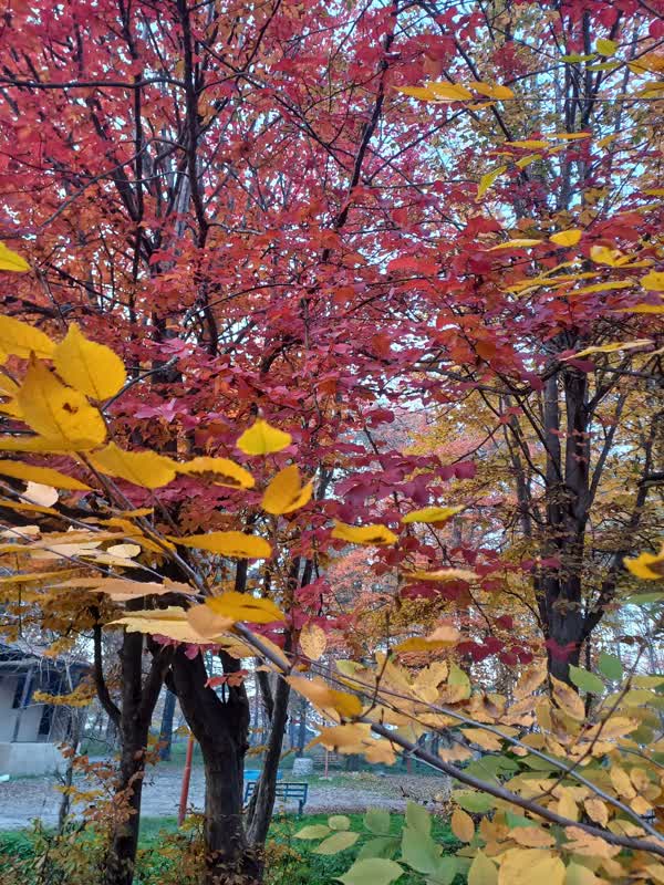 جنگل قرق- زمستان 1401 (1)