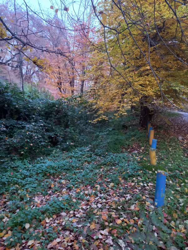 جنگل قرق- زمستان 1401 (10)