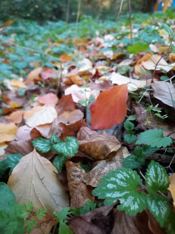 جنگل قرق- زمستان 1401 (22)