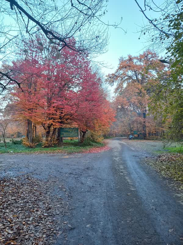 جنگل قرق- زمستان 1401 (29)