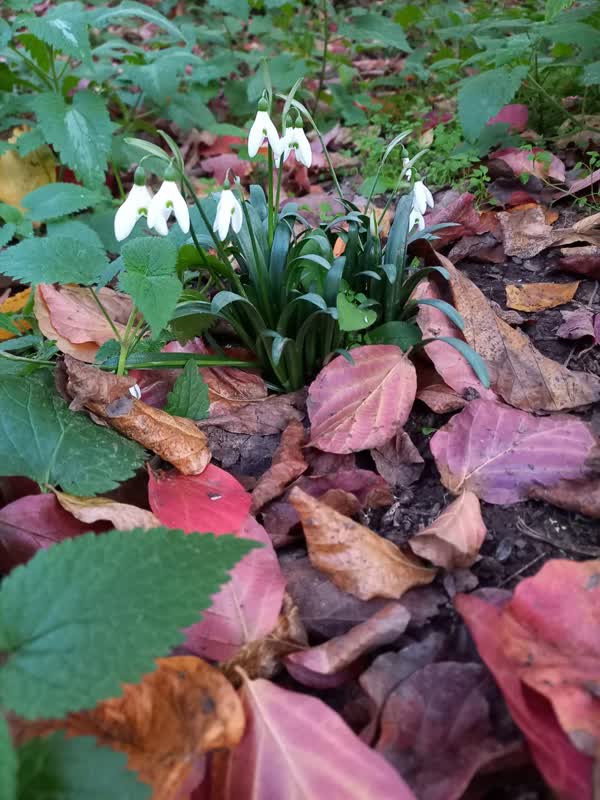 جنگل قرق- زمستان 1401 (39)