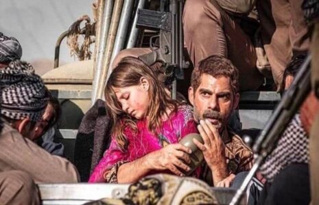 کپی‌کاری درخت گردو روزنامه‌نگار