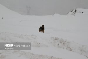 بارش برف در گردنه حیران آستارا
